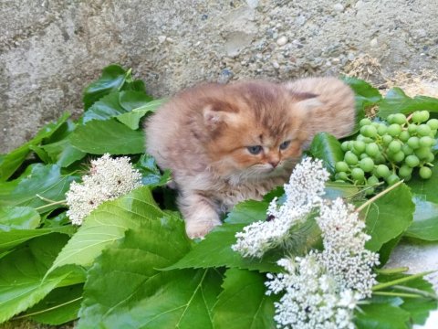 British Longhair Yavru Kediler