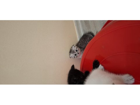 Minnak Kediler Koşuyor