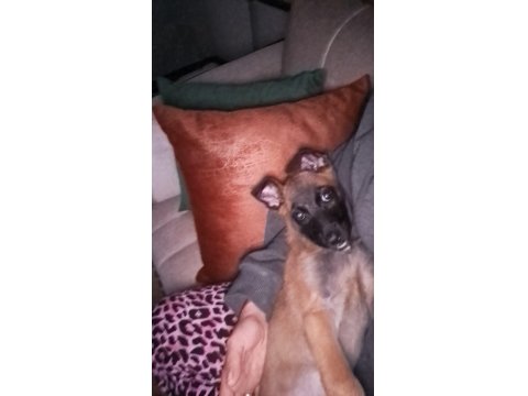 Belçika Kurdu Malinois 3 Aylık