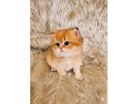 British Yavru Kedilerimiz