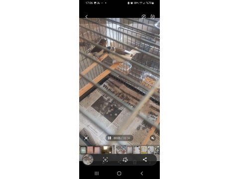 Damızlık Yumurtalı Bengay