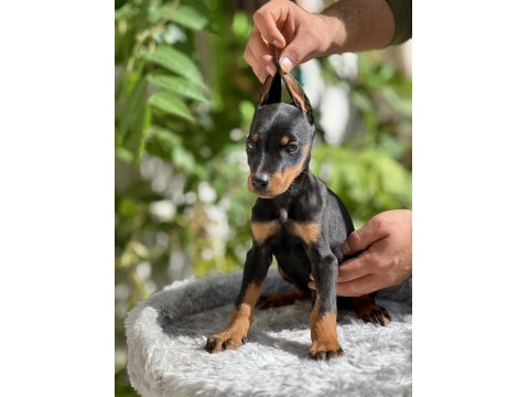 Yeni Yuvaya Hazır Doberman Yavruları