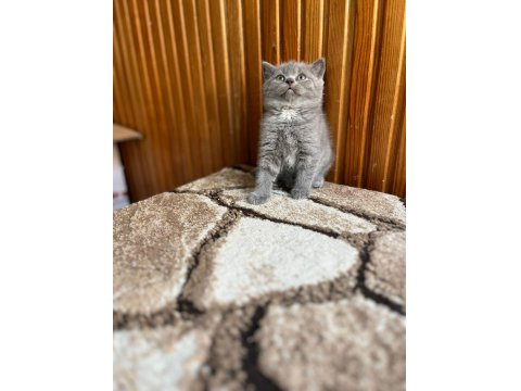 Gri British Shorthair Güzellikler