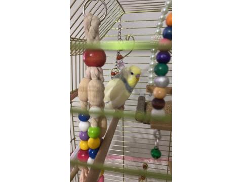 Muhabbet Kuşu Çift