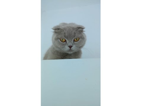 Safkan Scottish Fold