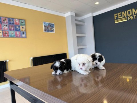 Mükemmel Irk Morkie Yavrularımız Ankara Mağazamızda Görün