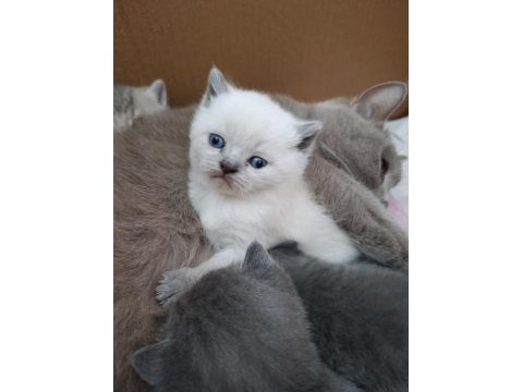 Kedilerimiz Yeni Yuvalarını Arıyorlar