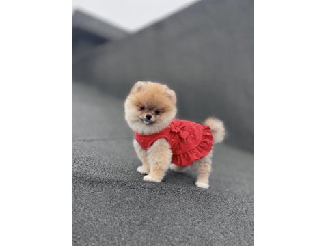 Ayı Surat Pomeranian Boo Yavrular