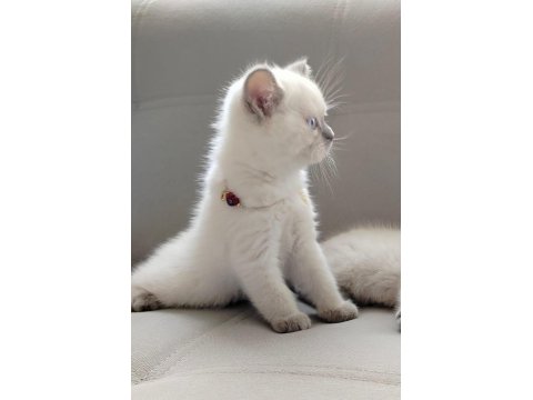 Bayram Şekeri Kedimiz