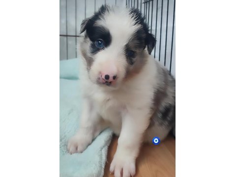 Çok Kaliteli Border Collie Yavruları İstanbul