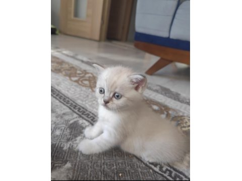 British Yavrularımız Yeni Yuvalarına Gitmeye Hazırlar