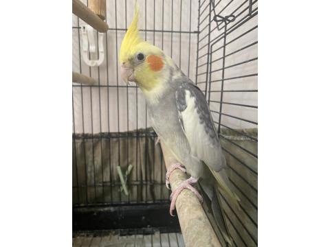 Damızlık Sultan Papağanı