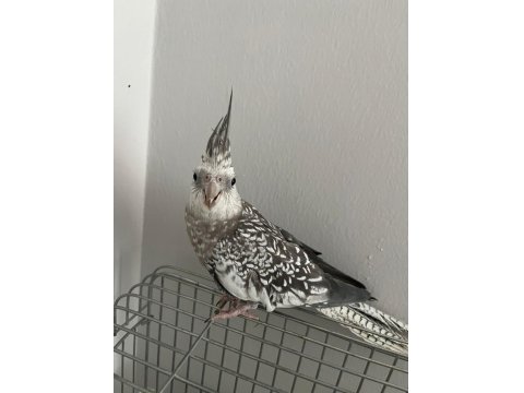 Ele Alışık Sultan Papağanımız Rıfkı