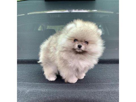 %100 Orjinal Ayı Surat Pomeranian Yavruları