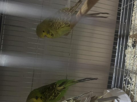 Yavru Jumbo Muhabbet Kuşları