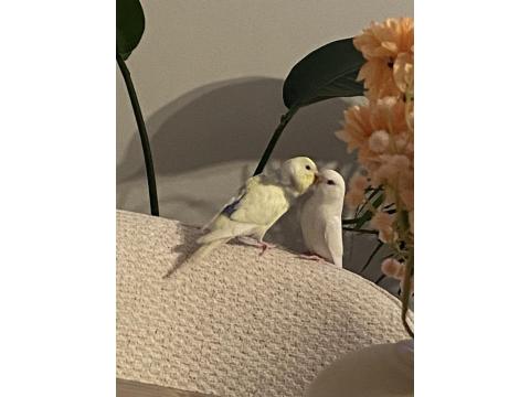 Muhabbet Kuşu Çift