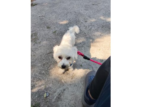 11 Aylık Erkek Köpeğimiz İçin Ömürlük Yuva Arıyoruz