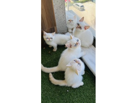 Exotic Show Bebekler