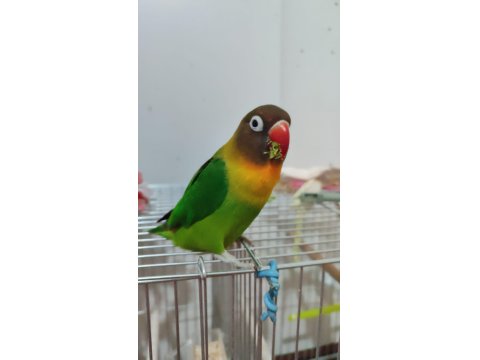 Dişi Cennet Papağanımız