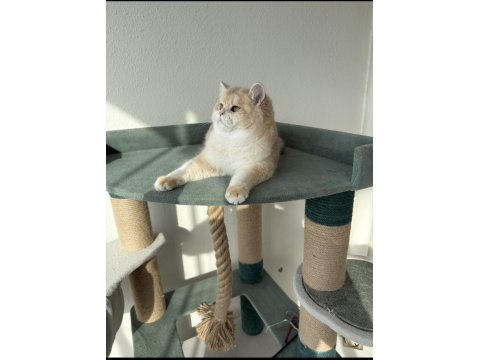 Pet Şecereli Safkan British Shorthair Bebekler