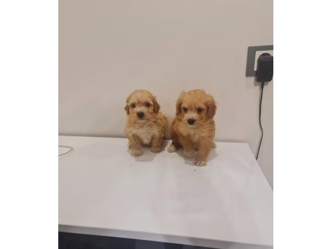 Teacup Poodle Minnaklarım Teslime Hazır