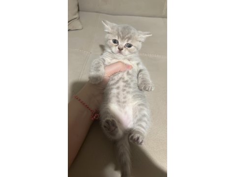 Balıkesir'de 3 Aylık Yavru Kediler