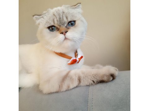 Safkan British Shorthair Anne Ve Babadan Olma Minik Yürekler