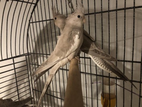 Yavru Sultan Papağanları 4-5 Aylık