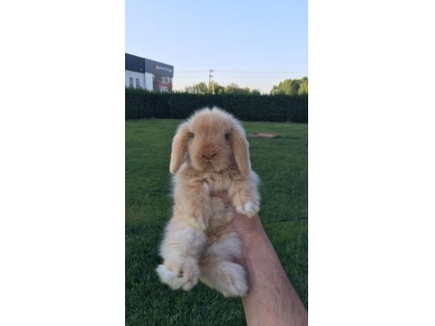 Evcil Tavşan Çiftliğinden Her İle Gönderim!