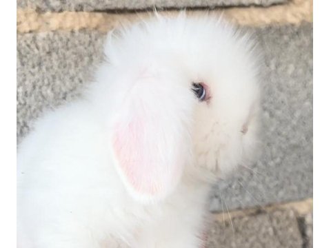 Hollanda Lop Tavşanı Yavruları