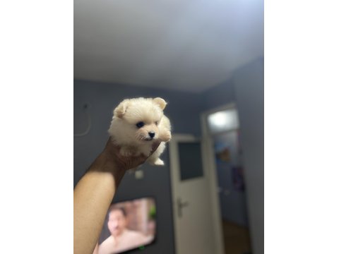 Pomeranian Boo Köpeği