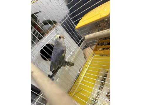 1 Yaşını Tamamlamış Sevda Papağanı