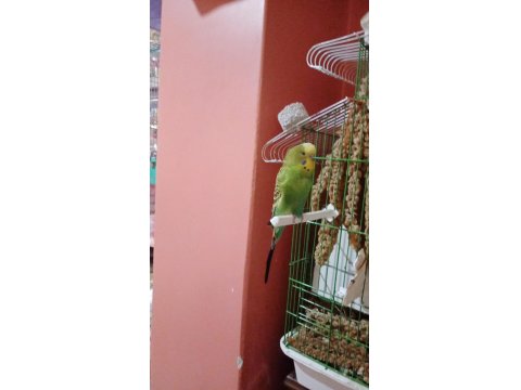 Dişi Ve Erkek Muhabbet Kuşu Yumurtaları İle