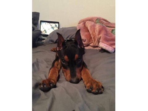 Sağlık Ve Irk Garantili Doberman