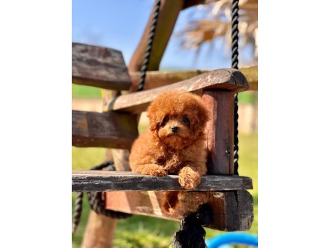Poodle Çiftliğinden Micro Boy Poodle Yavrularımız