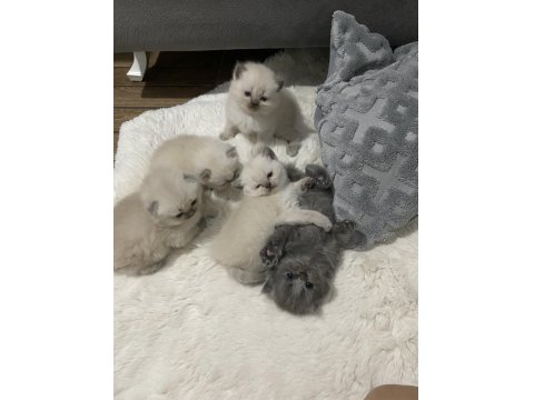 British/Scottish Yavrularımıza Yuva Arıyoruz