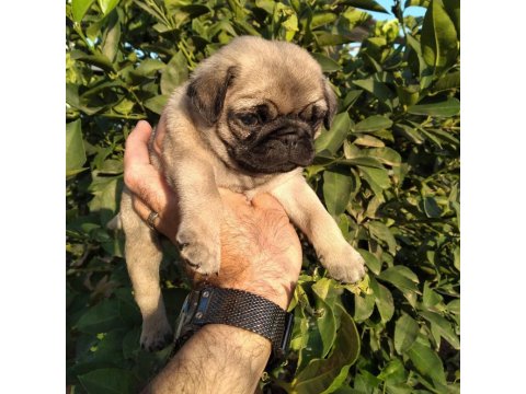 Hamburger Surat Gül Kuyruk Pug