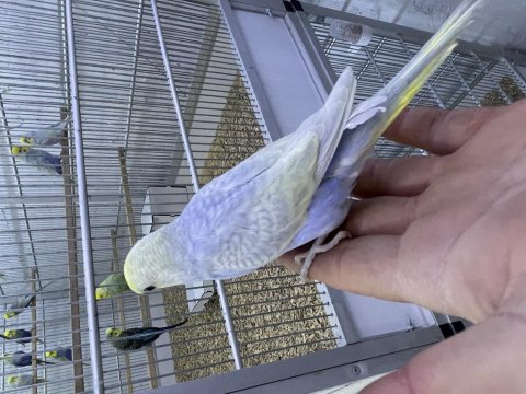 30 Günlük Rainbow Muhabbet Kuşu Bebek Yavru