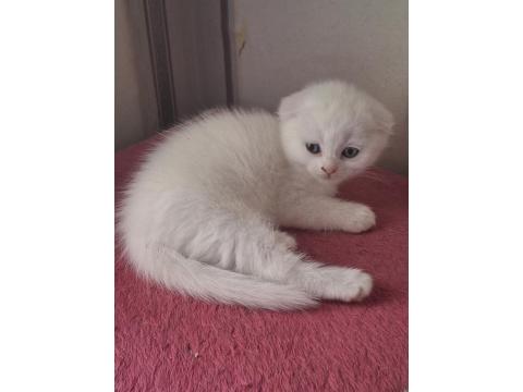 Mutlu Sağlıklı Safkan Scottish Fold Bebekler Yeni Ailelerine Hazırlar