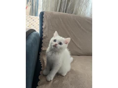 British Shorthair Güzel Kız