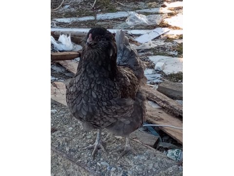 Acil Satılık Tavuklar