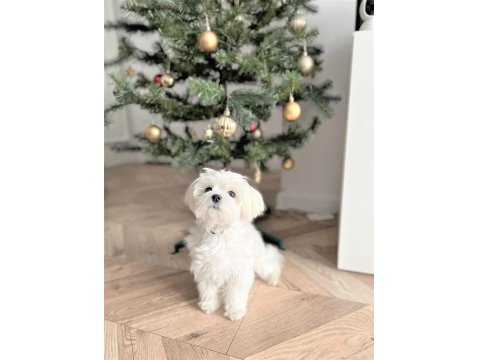 Vecihiden Safkan Bembeyaz Mini Maltese Bebekler