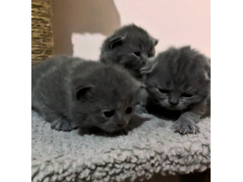 Orijinal Irk Safkan British Shorthair