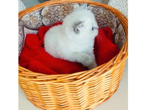 A Kalite Blue Point Yavru Kediler