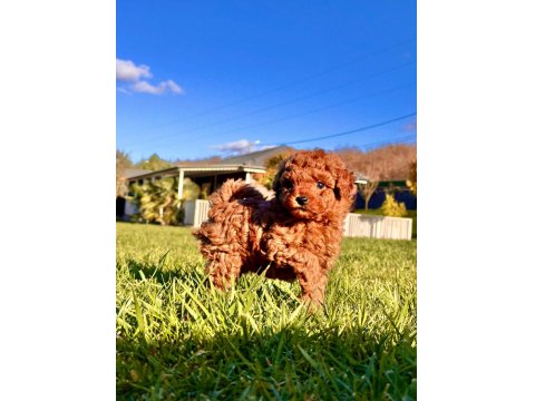 Poodle Çiftliğinden Toy Poodle Yavrularımız