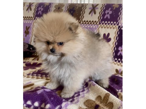 Teacup Pomeranian Boo Kızımız