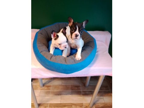 Biblo Gibi French Bulldog Yavrularımız