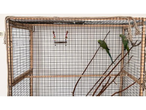 Dişi Pakistan Papağanımız