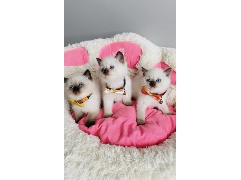 Nadir Bulunan Maviş Chocolatte Point British Shorthair