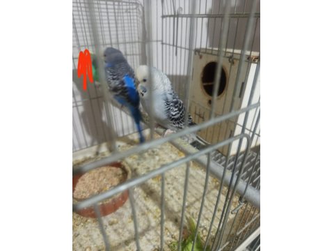 1 Çift 4 Yavru 1 Erkek Muhabbet Kuşlar